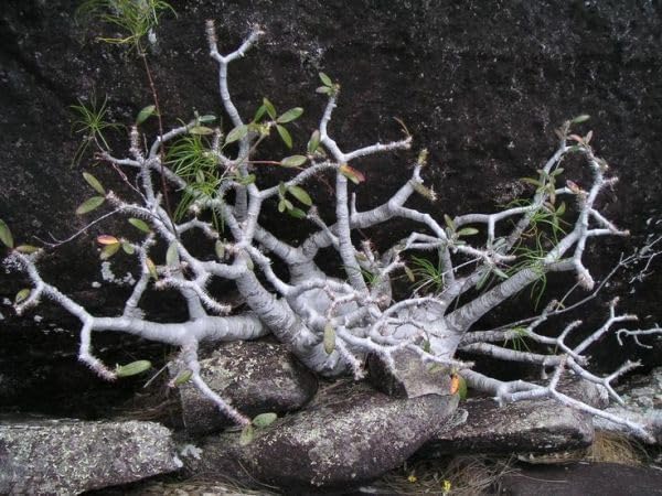 トップゴールド305 タマネギ 種子 タカヤマシード 2dl 1 タカヤマ